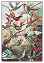 Load image into Gallery viewer, Haeckels Hummingbirds Jigsaw Puzzle #6730