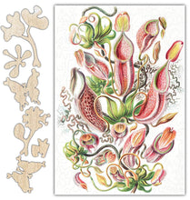 Load image into Gallery viewer, Haeckel's Nepenthaceae Plants