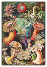 Load image into Gallery viewer, Haeckels Ocean Plants Jigsaw Puzzle #6729

