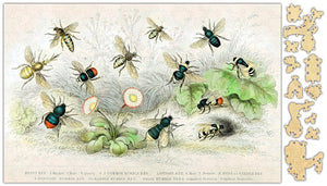 Honey Bee Species Puzzle