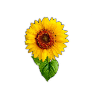 Vibrant Sunflower Magnet #M005
